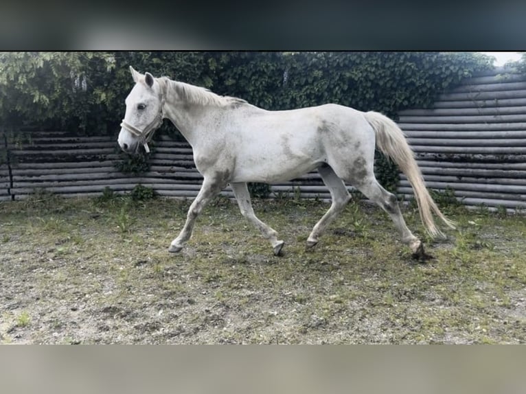 Other Warmbloods Gelding 12 years 15,2 hh Grey-Fleabitten in BodenmaisB&#xF6;brach