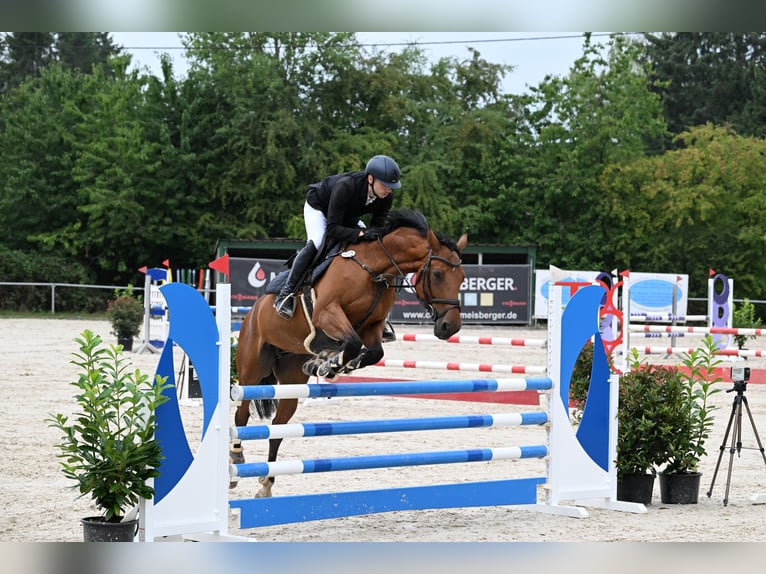 Other Warmbloods Gelding 12 years 16.1 hh Brown in Illingen