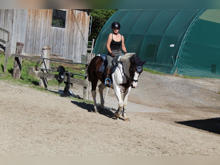 Other Warmbloods Mix Gelding 12 years 16.1 hh Pinto in 9500