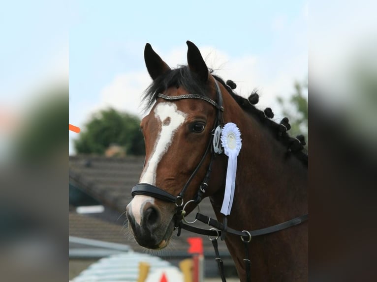 Other Warmbloods Gelding 12 years 16,2 hh Brown in Pessin