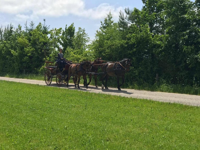 Other Warmbloods Gelding 12 years 16 hh Brown in Weilheim in Oberbayern