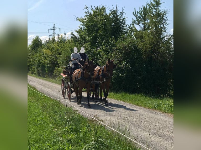 Other Warmbloods Gelding 12 years 16 hh Brown in Weilheim in Oberbayern