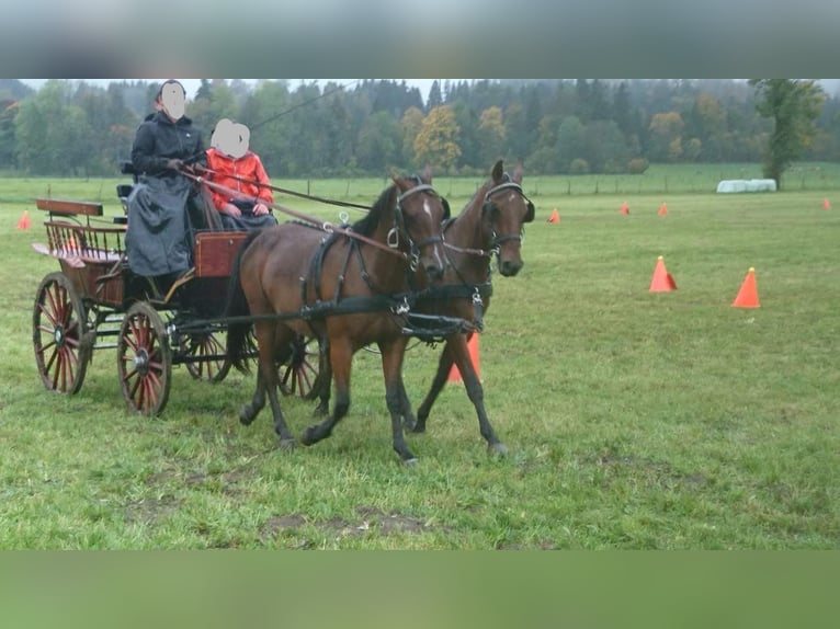 Other Warmbloods Gelding 12 years 16 hh Brown in Weilheim in Oberbayern