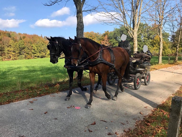 Other Warmbloods Gelding 12 years 16 hh Brown in Weilheim in Oberbayern