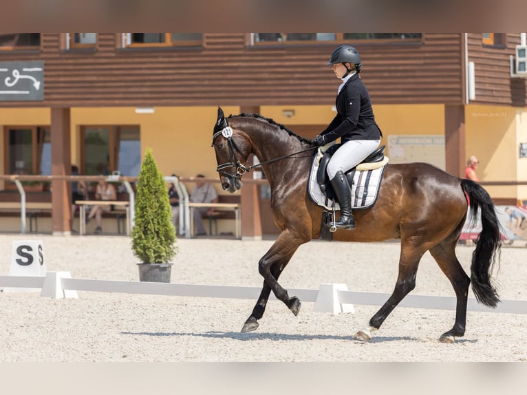 Other Warmbloods Gelding 12 years 16 hh Brown in Krabcice