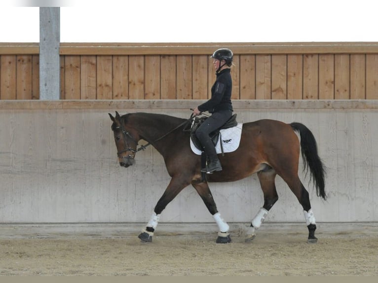 Other Warmbloods Gelding 12 years 16 hh Brown in Wellheim