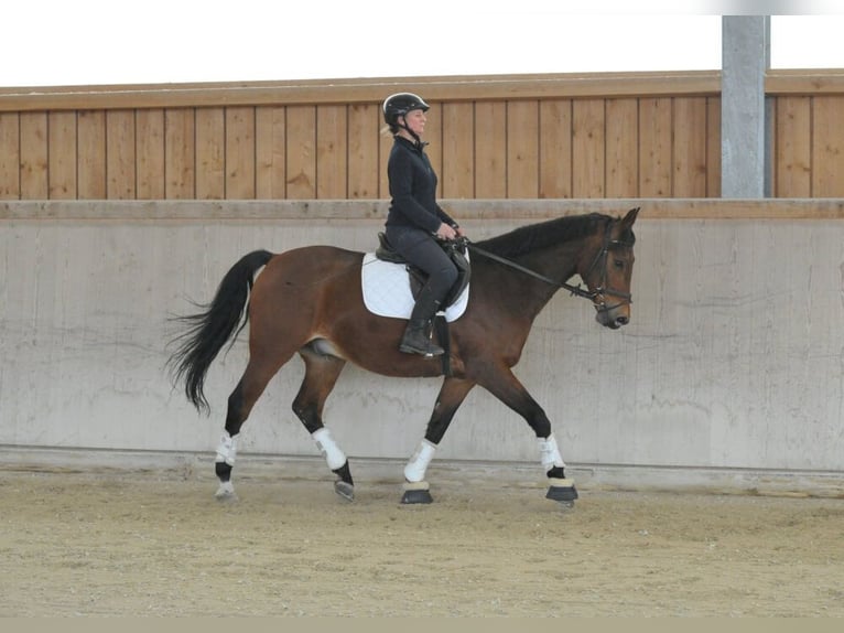 Other Warmbloods Gelding 12 years 16 hh Brown in Wellheim