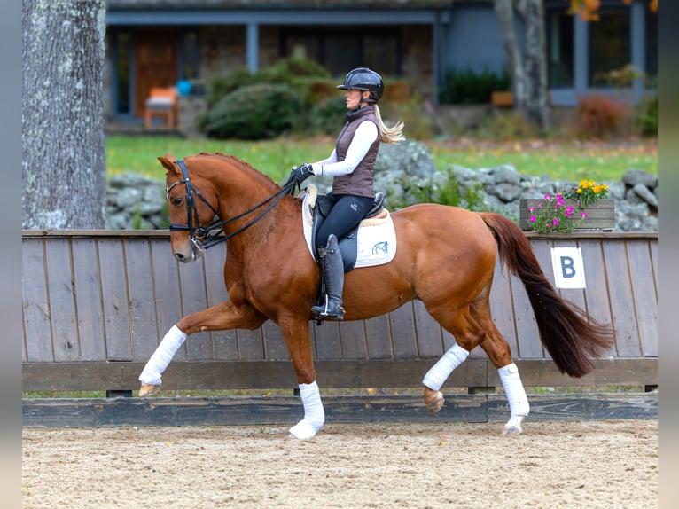 Other Warmbloods Gelding 12 years 16 hh Chestnut in Califon New Jersey