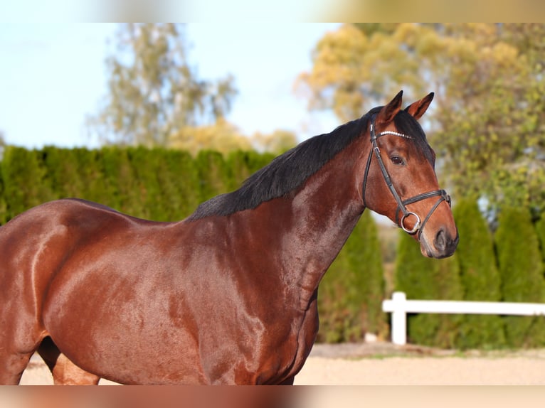 Other Warmbloods Gelding 12 years 16 hh  in Schwäbisch Hall