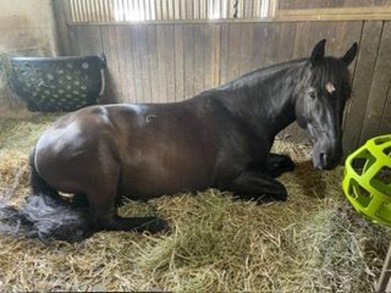 Other Warmbloods Gelding 12 years 16 hh Smoky-Black in Eckental