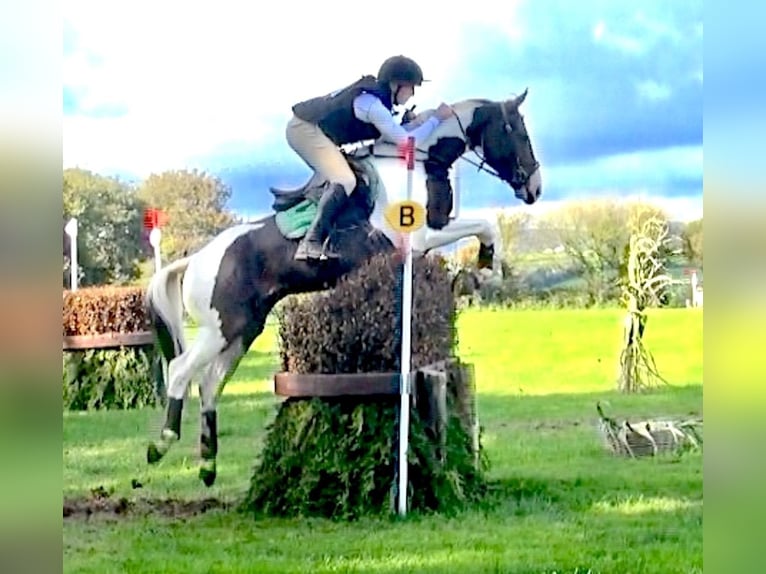 Other Warmbloods Gelding 12 years 16 hh Tobiano-all-colors in Ballymoney