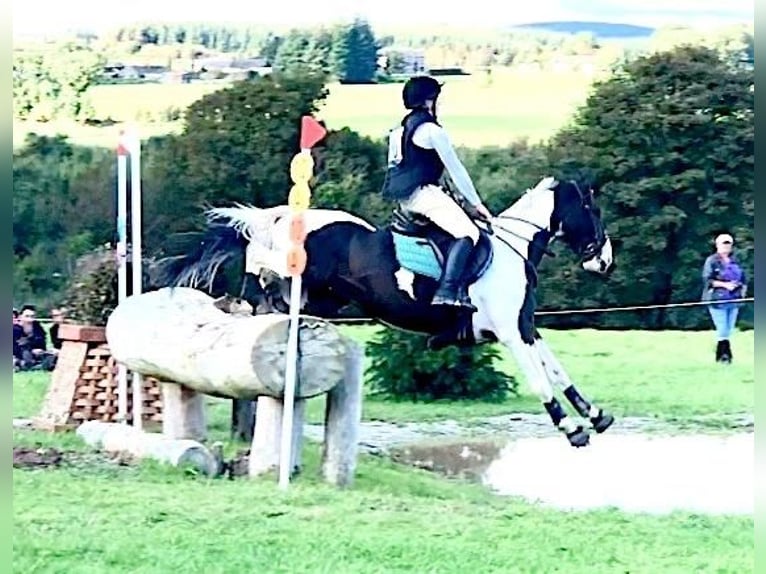 Other Warmbloods Gelding 12 years 16 hh Tobiano-all-colors in Ballymoney