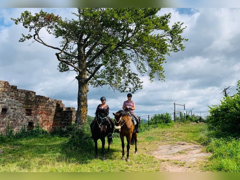 Other Warmbloods Gelding 12 years 16,1 hh Brown-Light in Kirchberg an der Murr