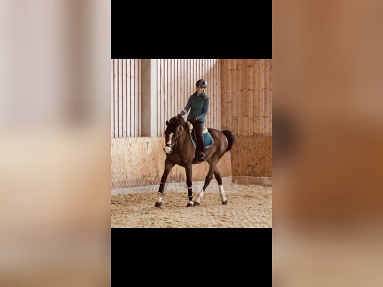 Other Warmbloods Gelding 12 years 17 hh Brown in Wünschendorf, Gleisdorf