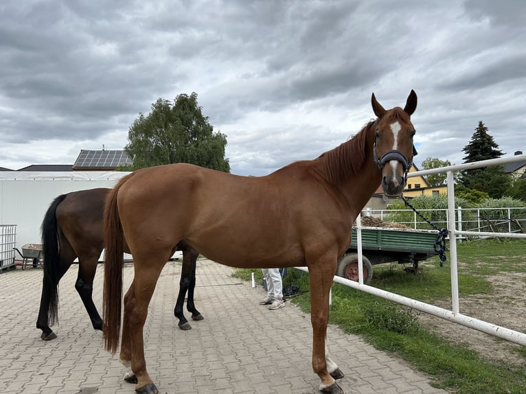 Other Warmbloods Gelding 12 years 17 hh Chestnut-Red in Wengelsdorf