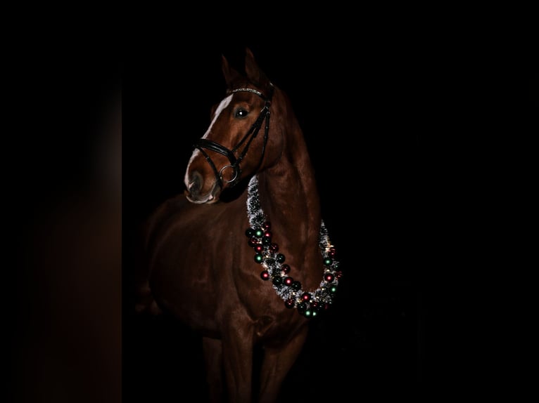 Other Warmbloods Gelding 12 years 17 hh Chestnut-Red in Wengelsdorf