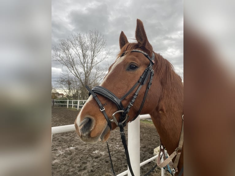 Other Warmbloods Gelding 12 years 17 hh Chestnut-Red in Wengelsdorf
