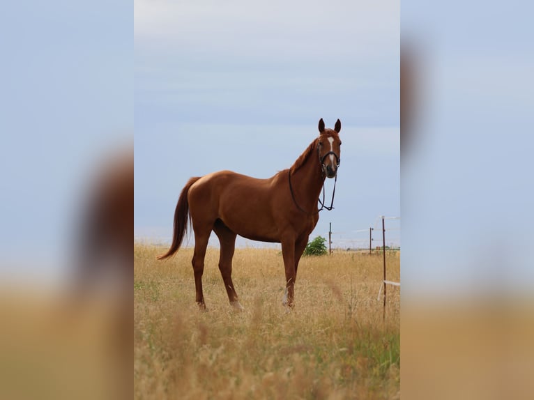 Other Warmbloods Gelding 12 years 17 hh Chestnut-Red in Wengelsdorf