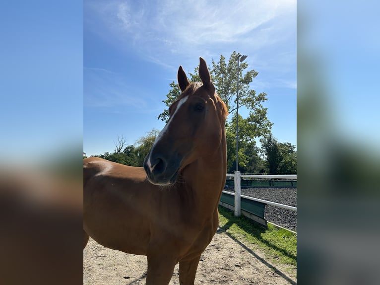 Other Warmbloods Gelding 12 years 17 hh Chestnut-Red in Wengelsdorf