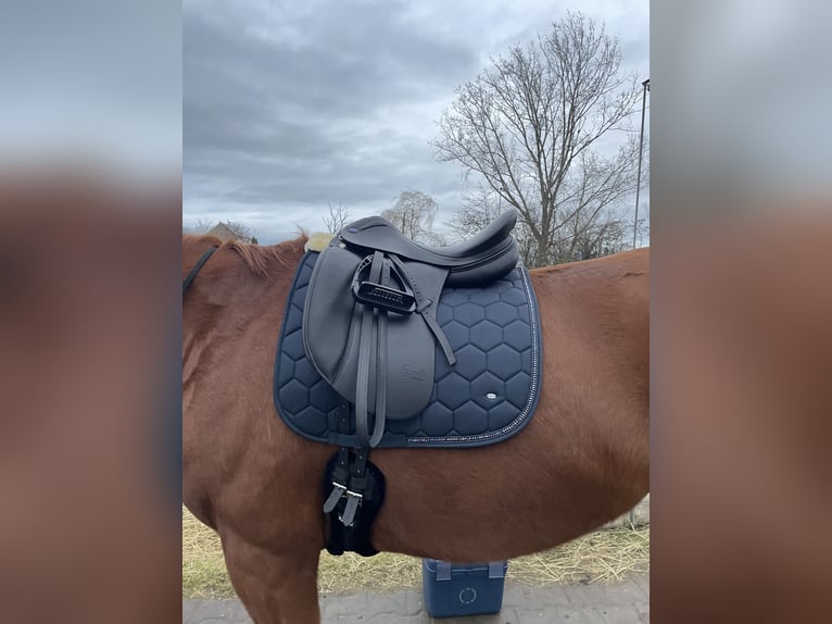 Other Warmbloods Gelding 12 years 17 hh Chestnut-Red in Wengelsdorf