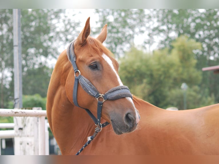 Other Warmbloods Gelding 12 years 17 hh Chestnut-Red in Wengelsdorf