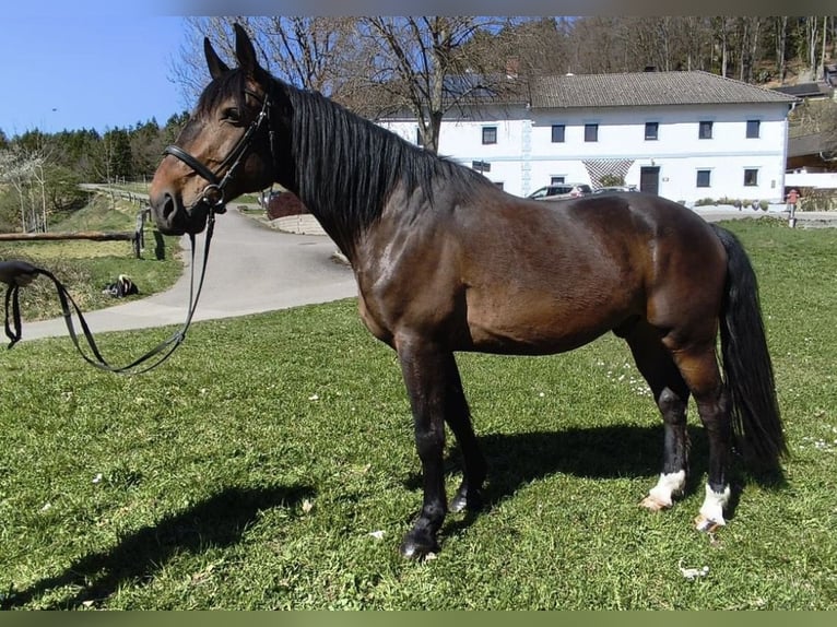 Other Warmbloods Gelding 12 years Bay-Dark in Rechberg
