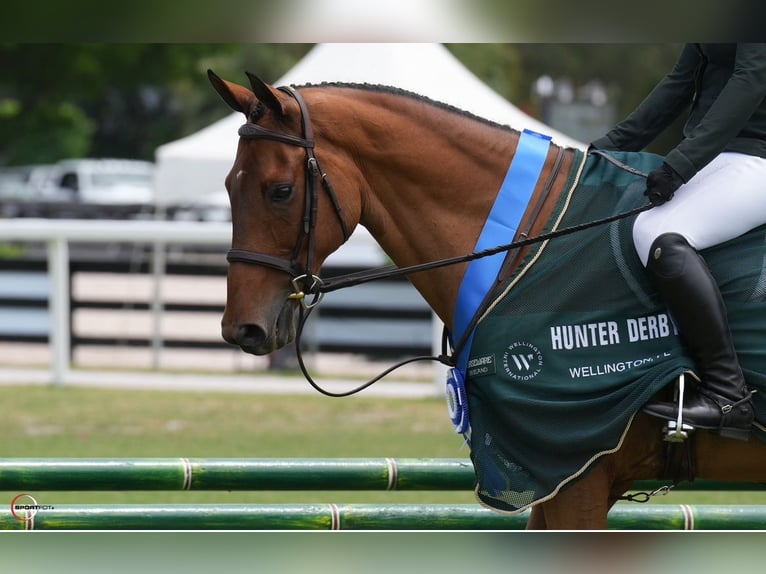 Other Warmbloods Gelding 12 years Bay in Loxahatcheee FL