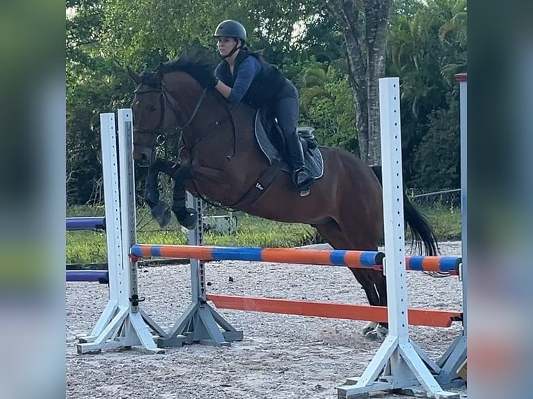 Other Warmbloods Gelding 12 years Bay in Loxahatcheee FL