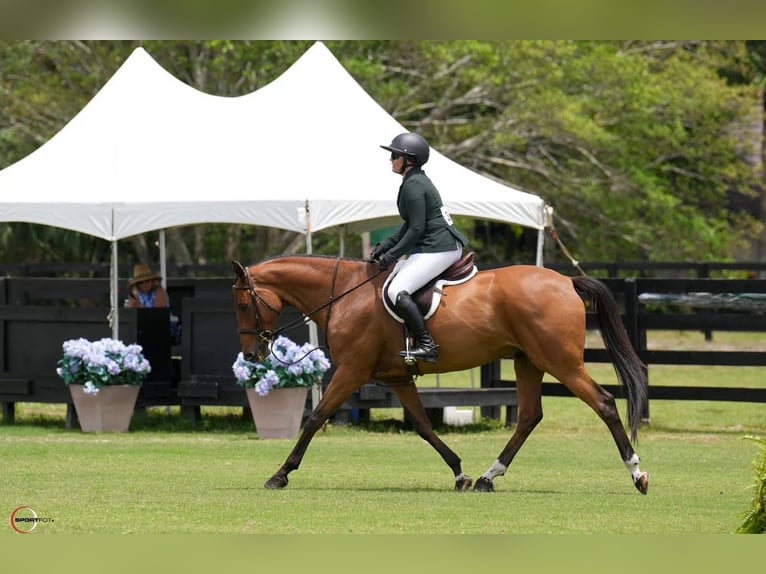 Other Warmbloods Gelding 12 years Bay in Loxahatcheee FL