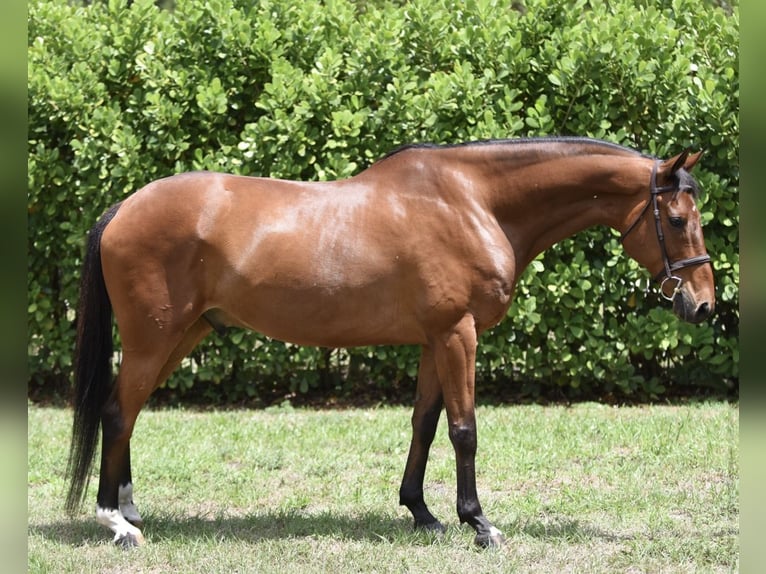 Other Warmbloods Gelding 12 years Bay in Loxahatcheee FL