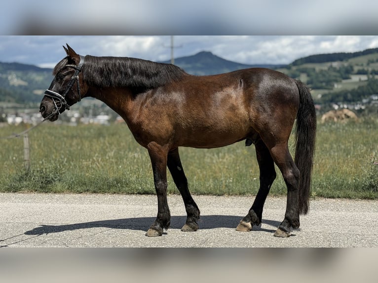 Other Warmbloods Mix Gelding 13 years 15.1 hh Black in Feldkirchen in Kärnten