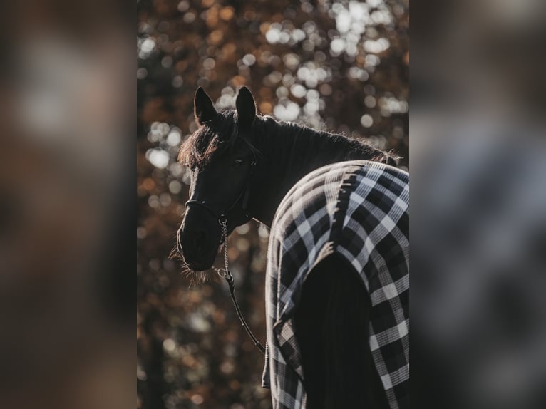 Other Warmbloods Mix Gelding 13 years 15.1 hh Black in Feldkirchen in Kärnten