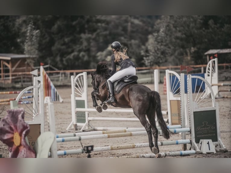 Other Warmbloods Mix Gelding 13 years 15.1 hh Black in Feldkirchen in Kärnten