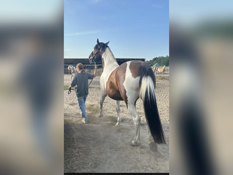 Other Warmbloods Mix Gelding 13 years 15.1 hh Pinto in Nuthe-Urstromtal