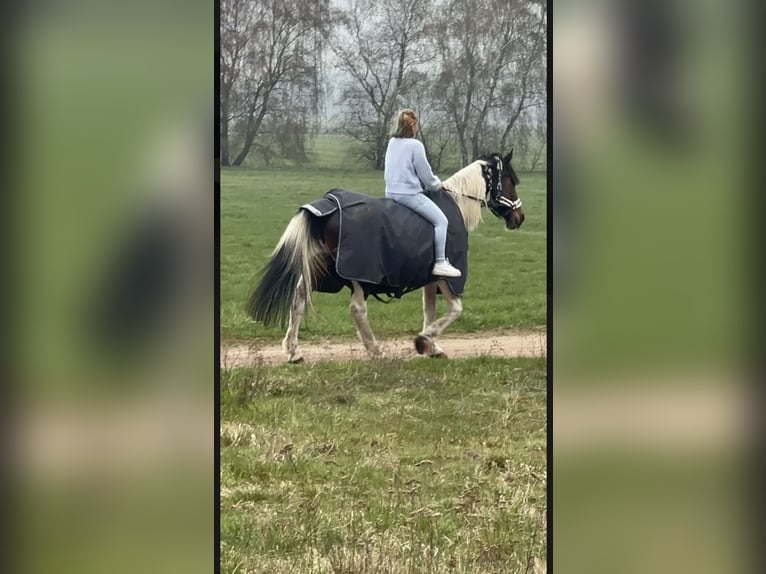 Other Warmbloods Mix Gelding 13 years 15.1 hh Pinto in Nuthe-Urstromtal