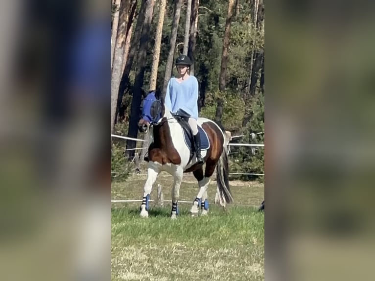 Other Warmbloods Mix Gelding 13 years 15.1 hh Pinto in Nuthe-Urstromtal