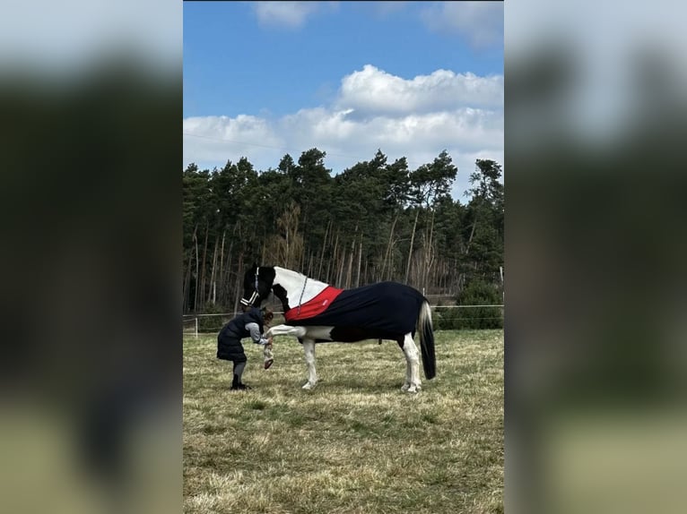 Other Warmbloods Mix Gelding 13 years 15.1 hh Pinto in Nuthe-Urstromtal