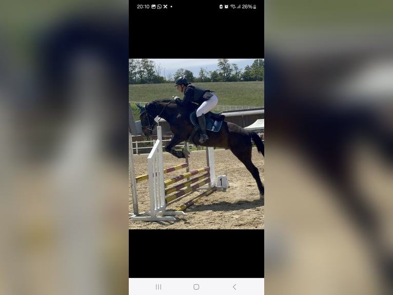 Other Warmbloods Gelding 13 years 15,2 hh Bay-Dark in Wimpassing an der Leitha