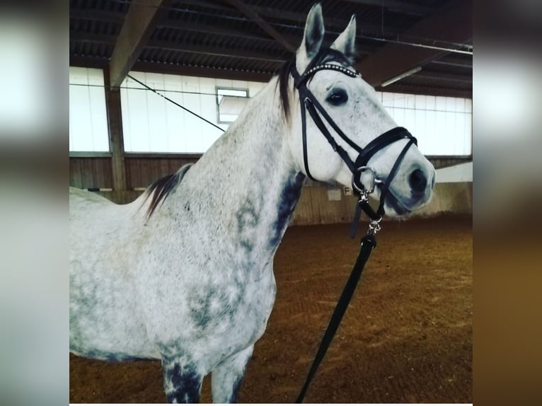 Other Warmbloods Gelding 13 years 15,2 hh Gray-Dapple in Günzburg