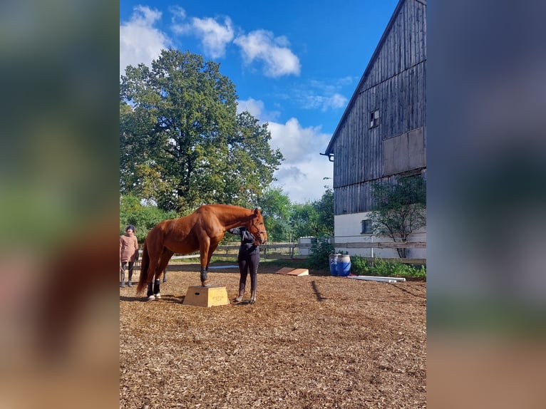 Other Warmbloods Mix Gelding 13 years 15,2 hh Chestnut-Red in Kulmbach