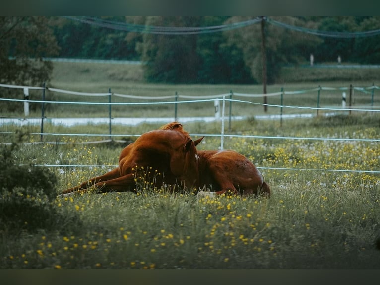 Other Warmbloods Mix Gelding 13 years 15,2 hh Chestnut-Red in Kulmbach