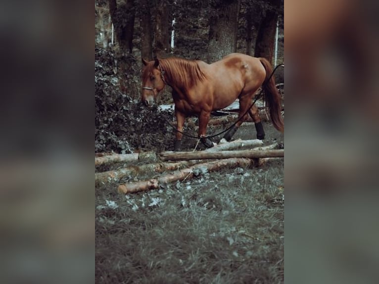 Other Warmbloods Mix Gelding 13 years 15,2 hh Chestnut-Red in Kulmbach
