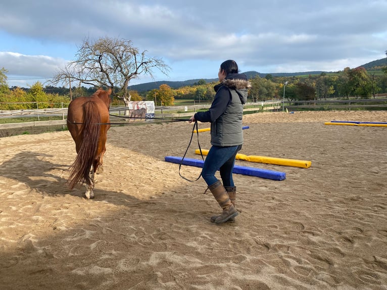 Other Warmbloods Mix Gelding 13 years 15,2 hh Chestnut-Red in Kulmbach