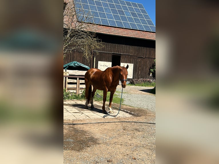 Other Warmbloods Mix Gelding 13 years 15,2 hh Chestnut-Red in Kulmbach