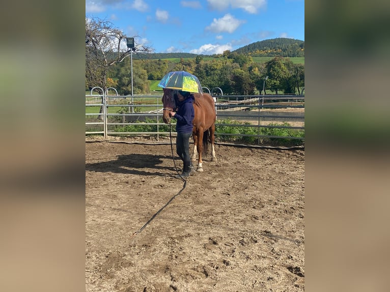Other Warmbloods Mix Gelding 13 years 15,2 hh Chestnut-Red in Kulmbach