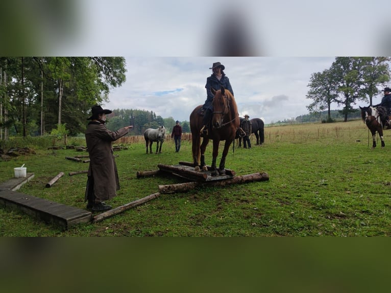 Other Warmbloods Mix Gelding 13 years 15,2 hh Chestnut-Red in Kulmbach