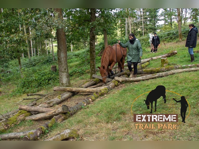 Other Warmbloods Mix Gelding 13 years 15,2 hh Chestnut-Red in Kulmbach