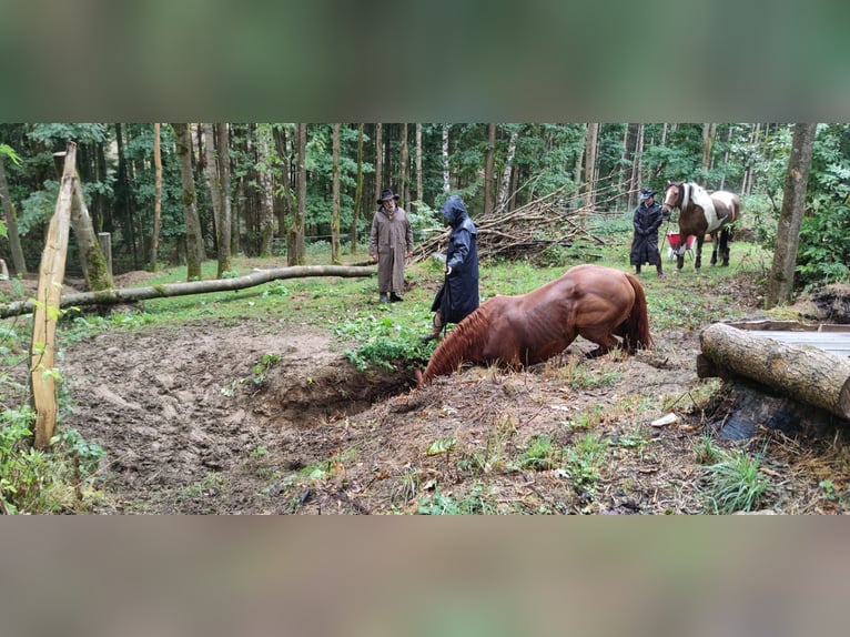 Other Warmbloods Mix Gelding 13 years 15,2 hh Chestnut-Red in Kulmbach