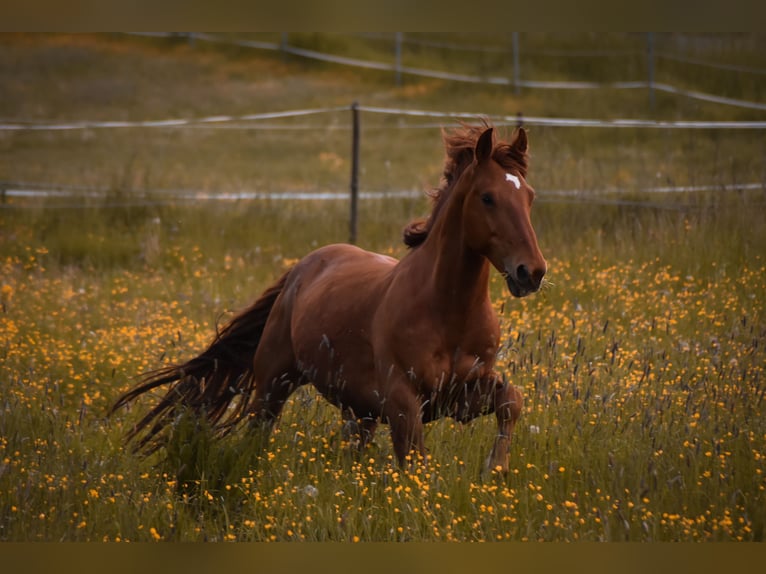 Other Warmbloods Mix Gelding 13 years 15,2 hh Chestnut-Red in Kulmbach