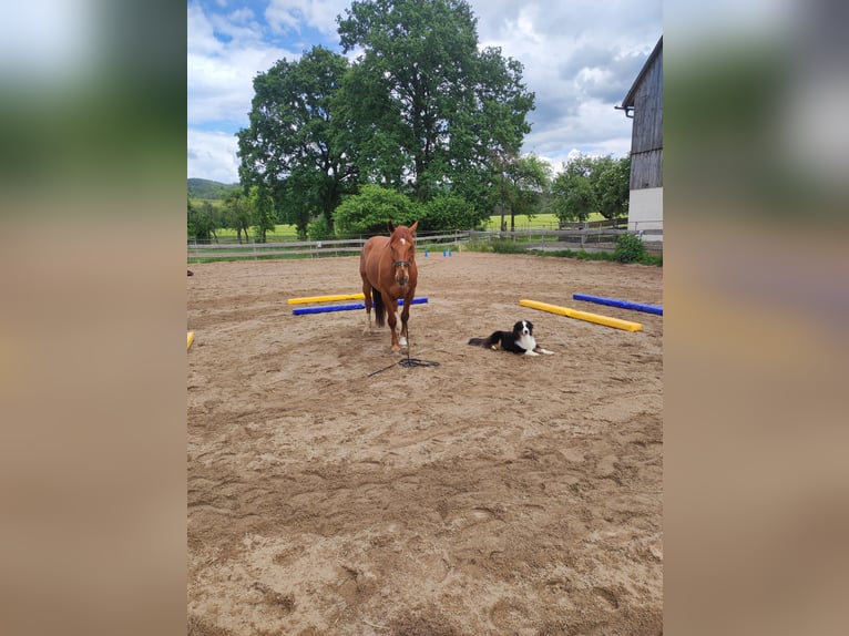 Other Warmbloods Mix Gelding 13 years 15,2 hh Chestnut-Red in Kulmbach
